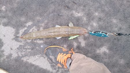 久しぶりの釣行