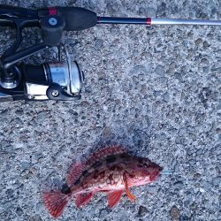 垂水デイ根魚　時合で連発