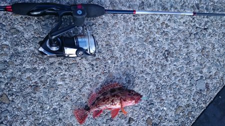 垂水デイ根魚　時合で連発