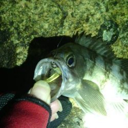 箱作　暴風メバリング