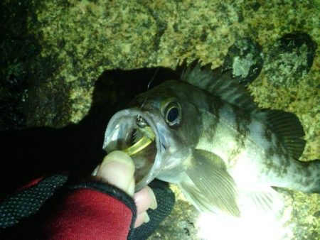 箱作　暴風メバリング