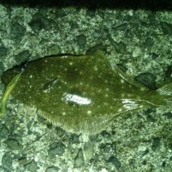 箱作　ワームでヒラメ