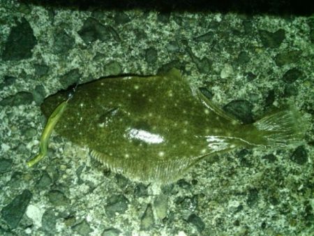 箱作　ワームでヒラメ