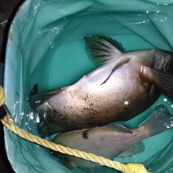 とっとパーク小島で粘り粘ってのメバル