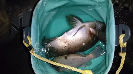 とっとパーク小島で粘り粘ってのメバル