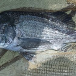 河口にてチヌフカセ！