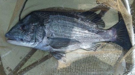 河口にてチヌフカセ！