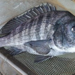 河口にて、チヌフカセ釣り！