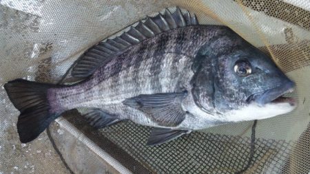 河口にて、チヌフカセ釣り！