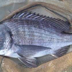 河口にて、チヌフカセ！！