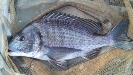 河口にて、チヌフカセ！！