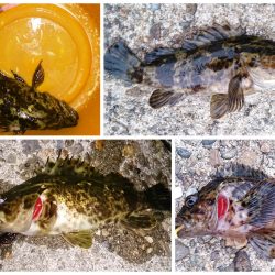 泉佐野　メバリング釣行もメバルいない～～