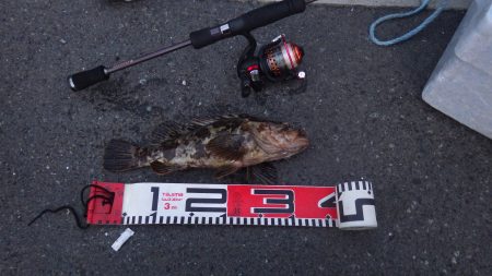 ガシラ＆メバル