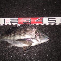 チヌとメバル・ガシラ釣果