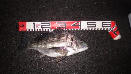 チヌとメバル・ガシラ釣果