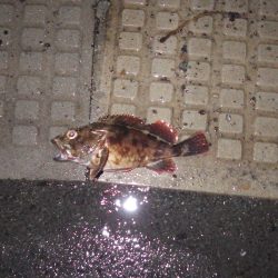 グットサイズガシラ！