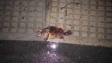 グットサイズガシラ！