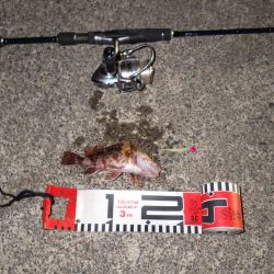 福井県和田　根魚のアタリは多かったです。