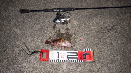 福井県和田　根魚のアタリは多かったです。