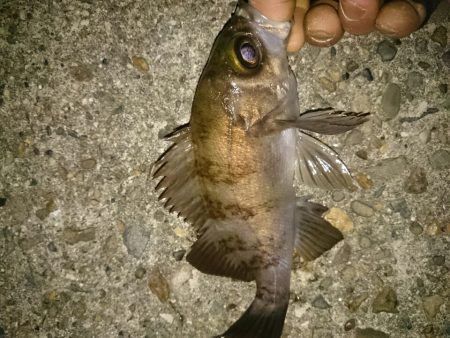 激寒メバリング