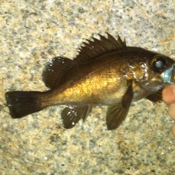 江井ヶ島　フロートでのメバリング