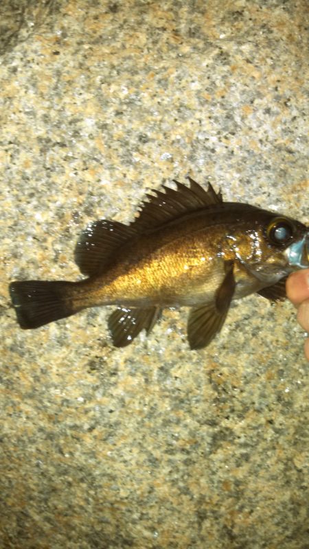 江井ヶ島　フロートでのメバリング