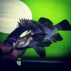 りんくうテトラ地帯でライトゲーム