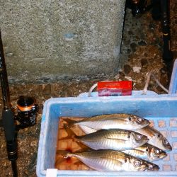津居山港　やっと初釣りでアジ6尾