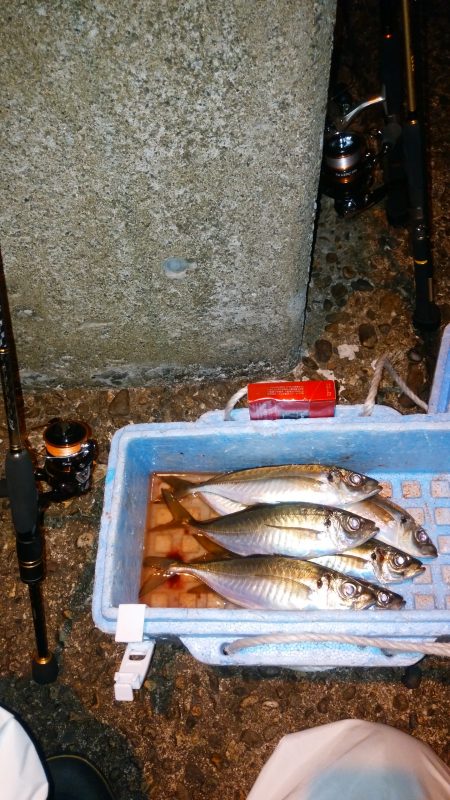 津居山港　やっと初釣りでアジ6尾