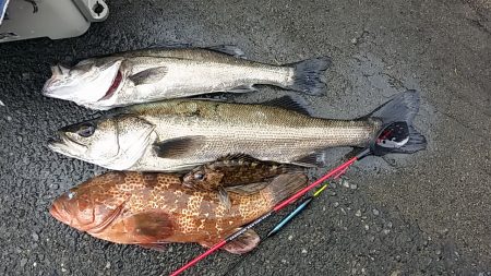 記録更新と今年初