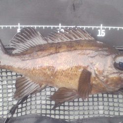 深日漁港メバリング　潮も風も弱く幸運にも１尾キャッチ