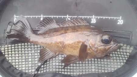 深日漁港メバリング　潮も風も弱く幸運にも１…