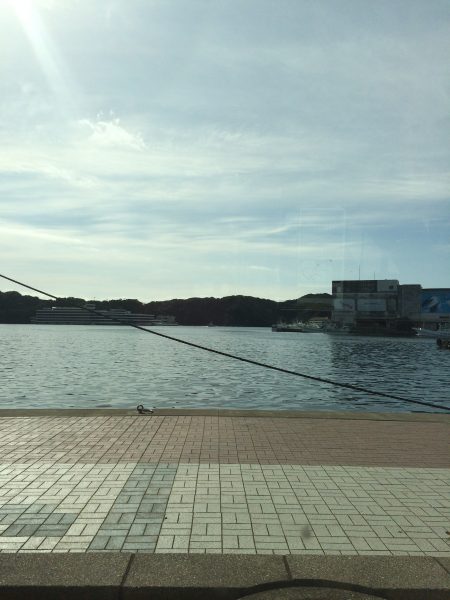 勝浦港　カマス調査