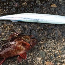 釣果情報 便乗して、サヨリ釣り ！