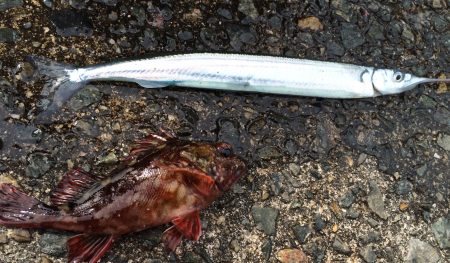 釣果情報 便乗して、サヨリ釣り ！