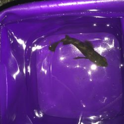 フロートりぐで！