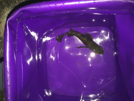 フロートりぐで!