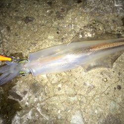 ヤリイカ獲ったど