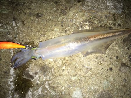 ヤリイカ獲ったど