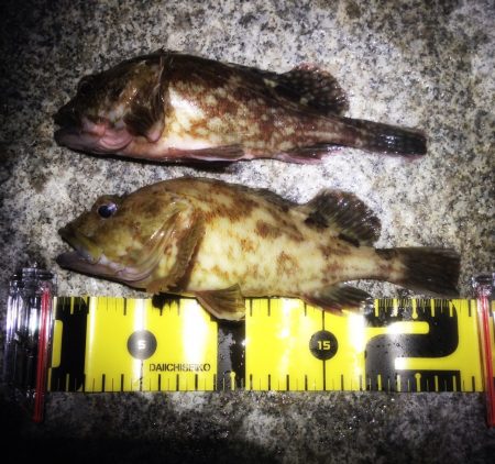 ガシ☆パラ　洲本で根魚狙い