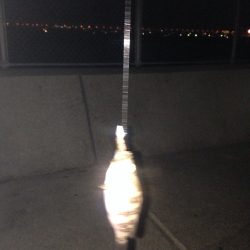 貝塚で極小メバル