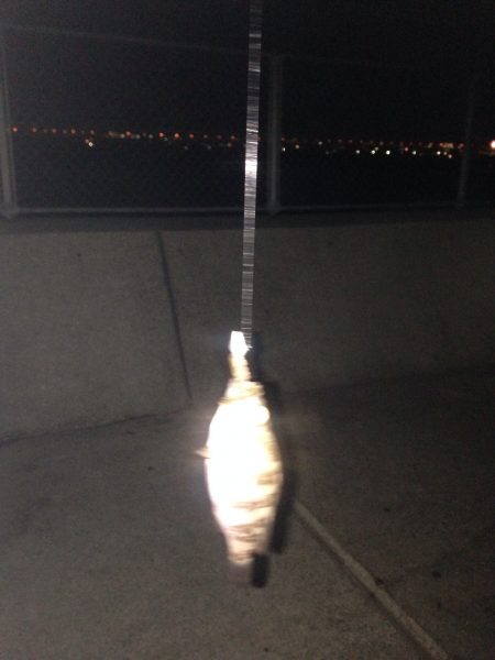 貝塚で極小メバル