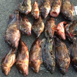 ロックフィッシュ