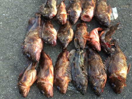 ロックフィッシュ