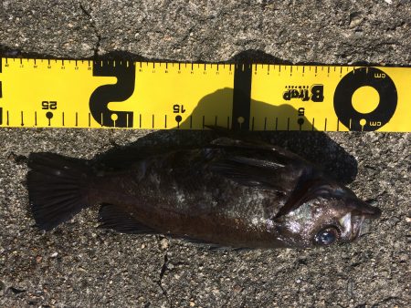 ガツっ！ギュンギュギューン‼︎