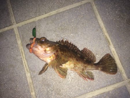 楽しめた！ロックフィッシング！！