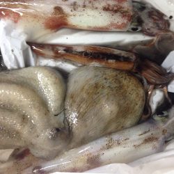 ヤリイカゲット