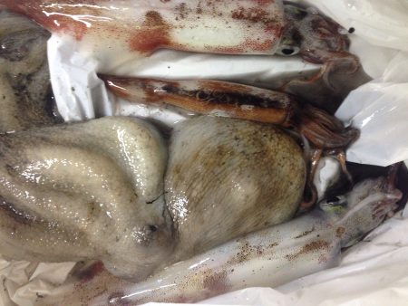 ヤリイカゲット