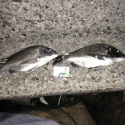 本気のヌーチー釣り