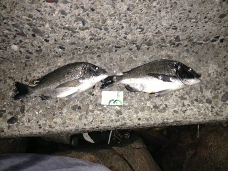 本気のヌーチー釣り